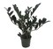Rare Dwarf Black ZZ Plant - Zamioculcas Zamicro - 4" Pot - Houseplant